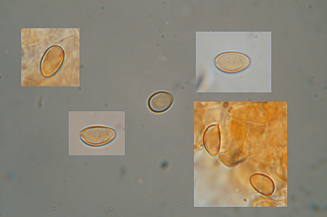 Esperti di Inocybe, aiuto! (cfr I. furfurea var. rufotacta )