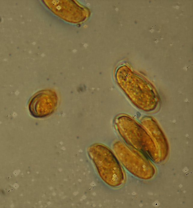 Quale Antrodia? (Antrodia albida)