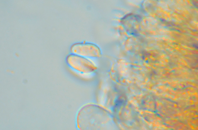 Phlebia subochracea
