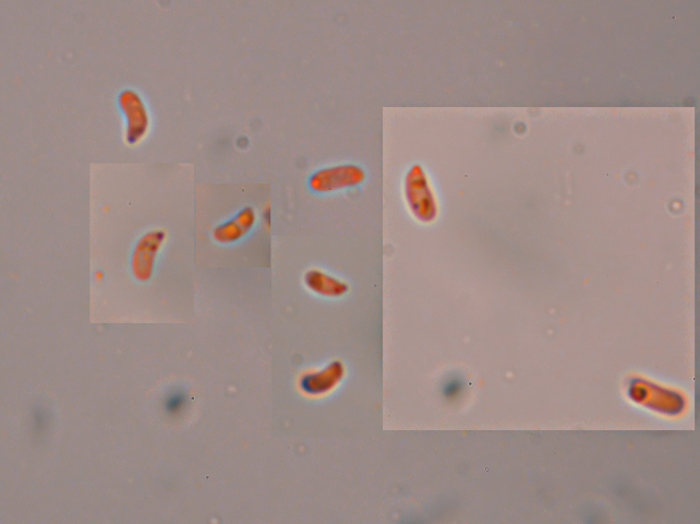 Lignicolo da determinare. (Postia fragilis)