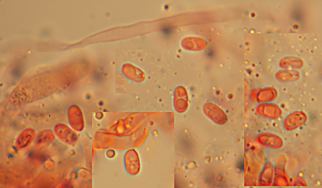 Una rara polyporacea: Parmastomyces mollissimus