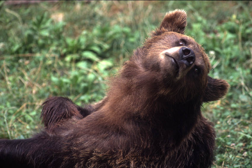 Orso bruno