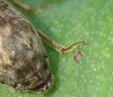 Xerasia sp. (Byturidae)