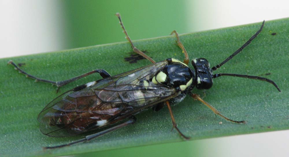 wasp to ID