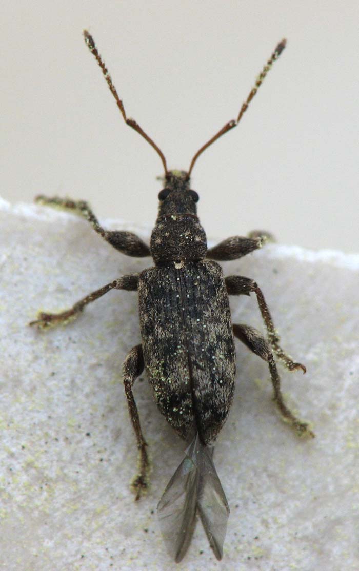 Weevil