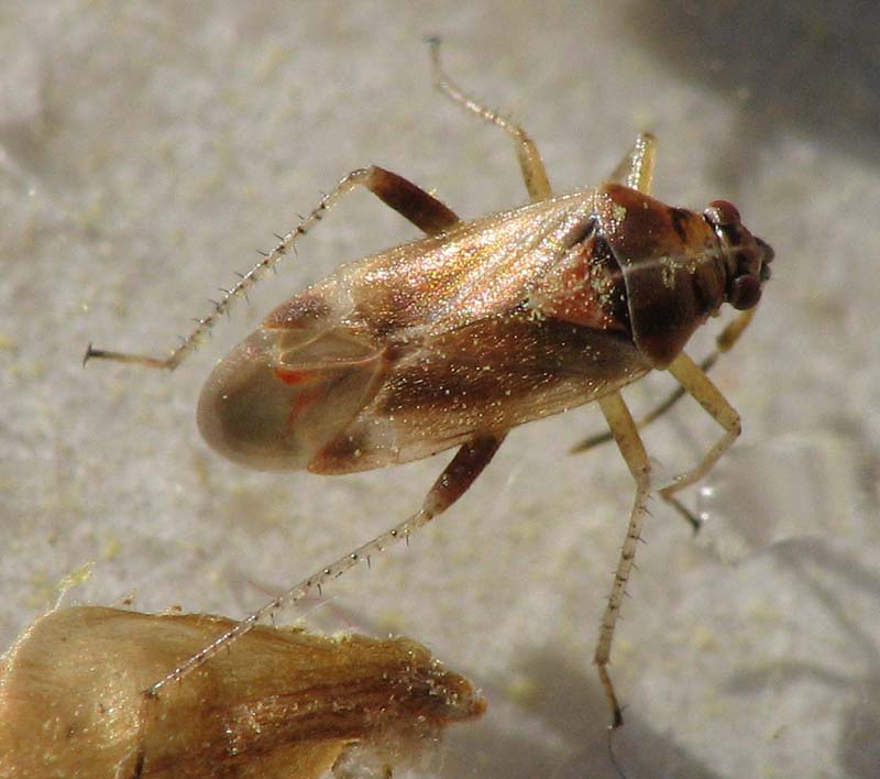 Heteroptera d''Israele