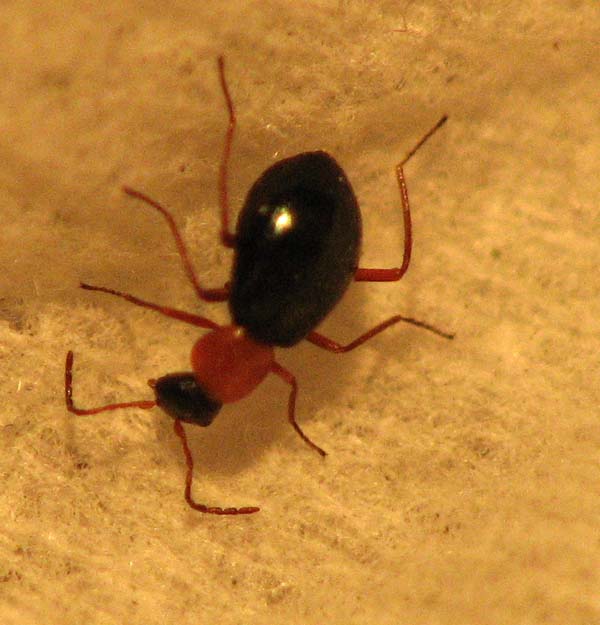 Antlike Coleoptera