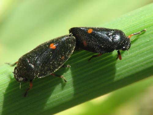 which cercopis?