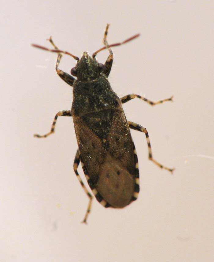bugs