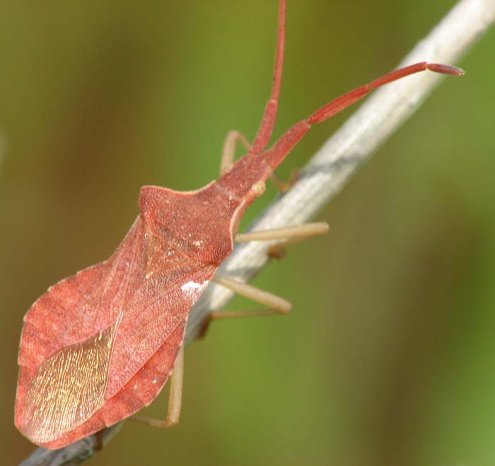 bugs