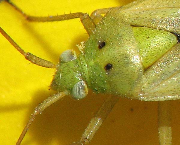 Miridae