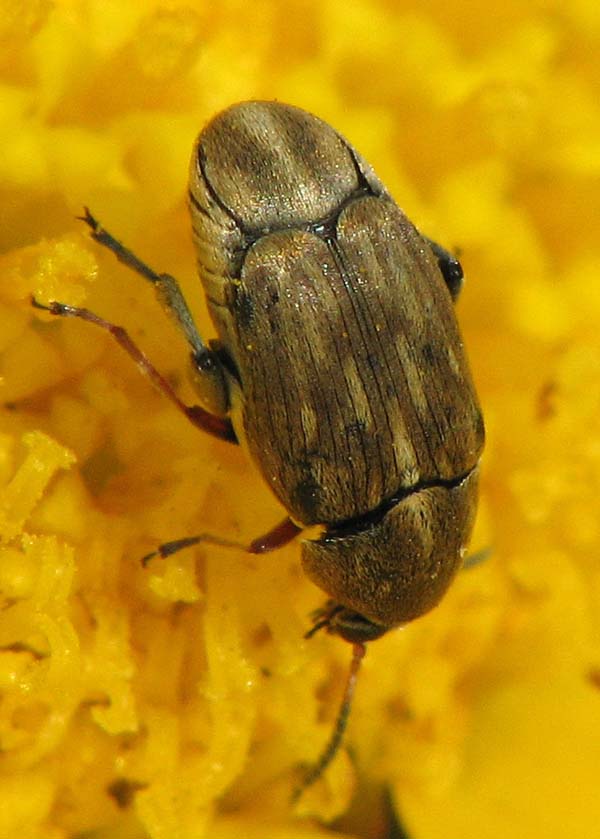 Bruchidius and Anaspis from Israel