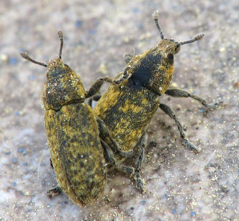 Weevils from Israel