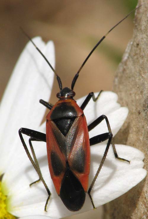 Miridae