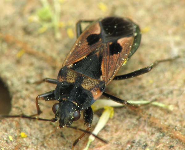 Rhyparochromus & Deraeocoris from Israel