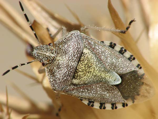 Pentatomidae and Lygaeidae from Israel