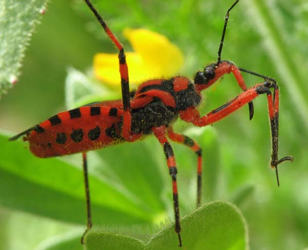 Rhynocoris cfr iracundus