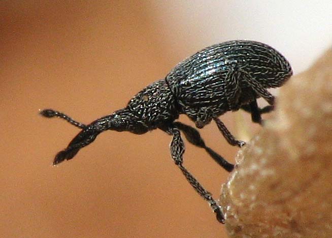 Weevils from Israel