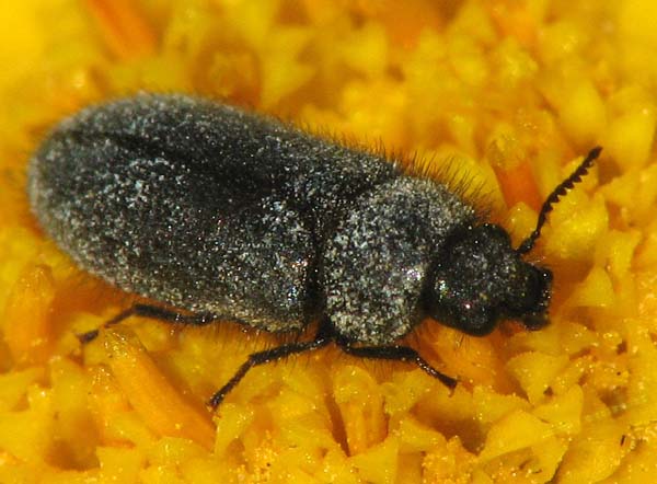 Flower beetle from Israel