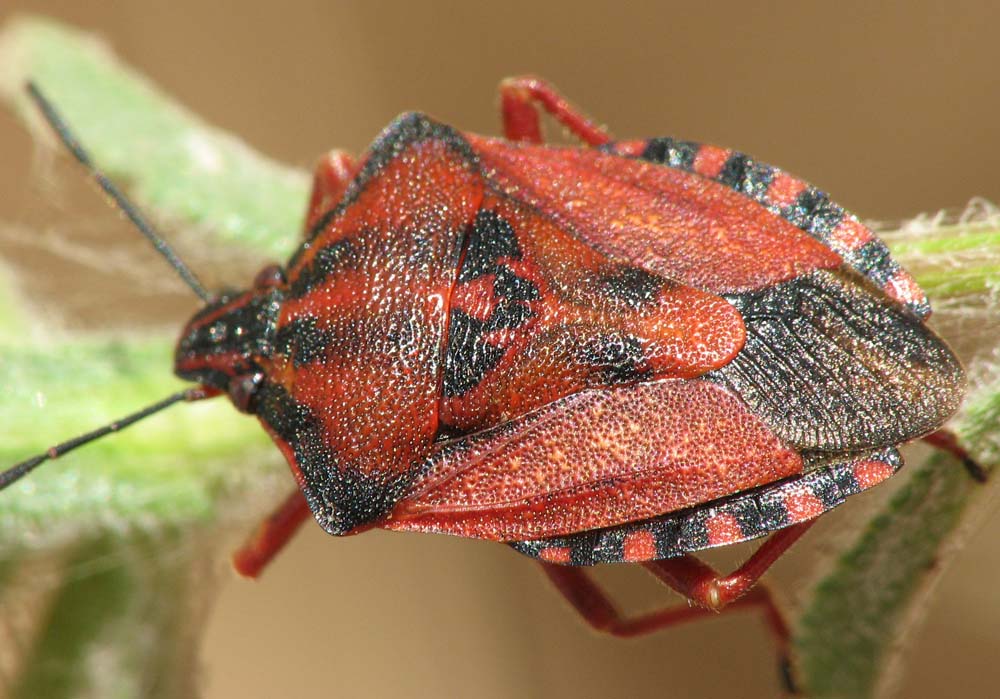Carpocoris mediterraneus?