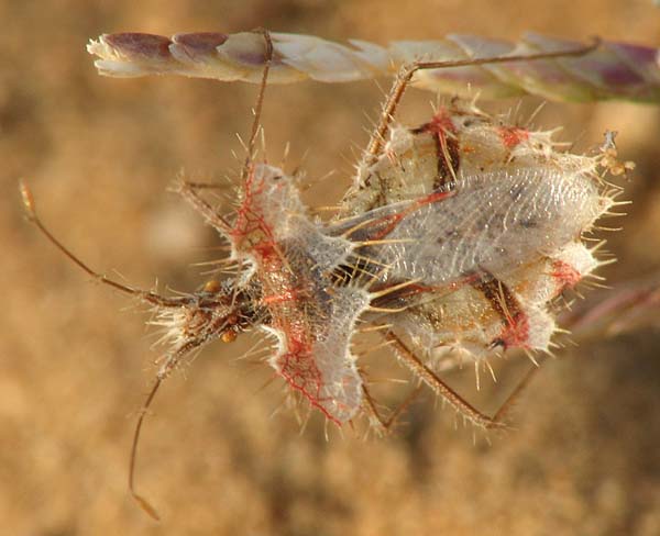 Codophila, Odontotarsus, Phyllomorpha d''Israele