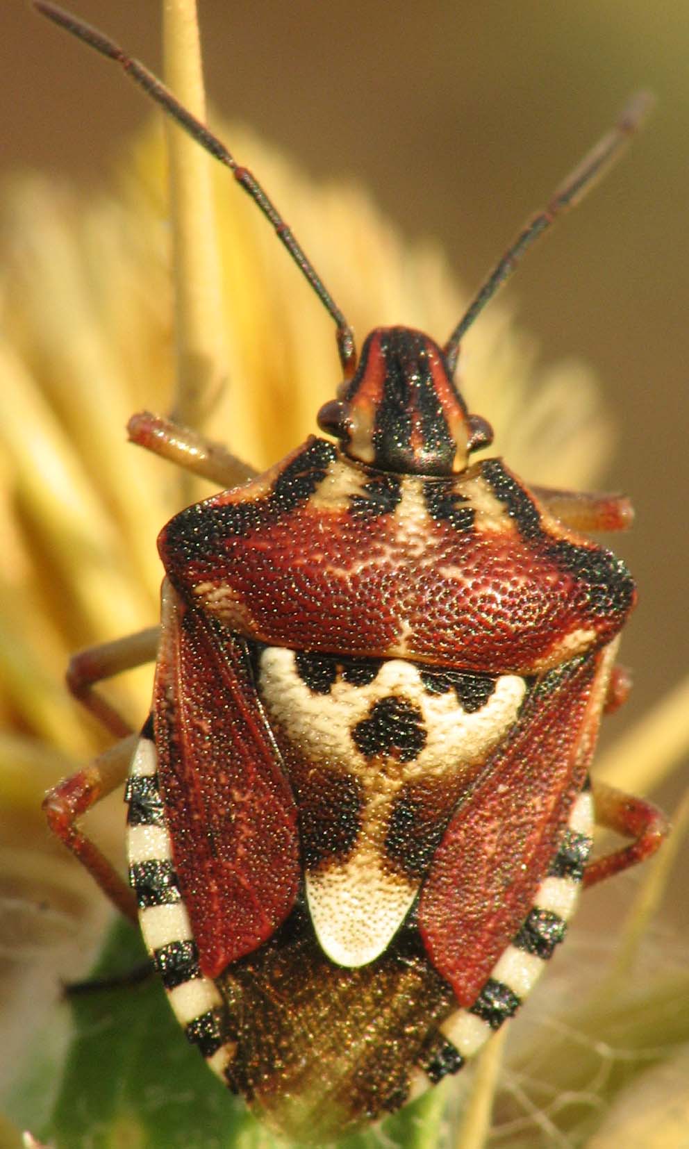 Codophila, Odontotarsus, Phyllomorpha d''Israele