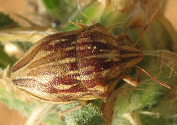 Codophila, Odontotarsus, Phyllomorpha d''Israele