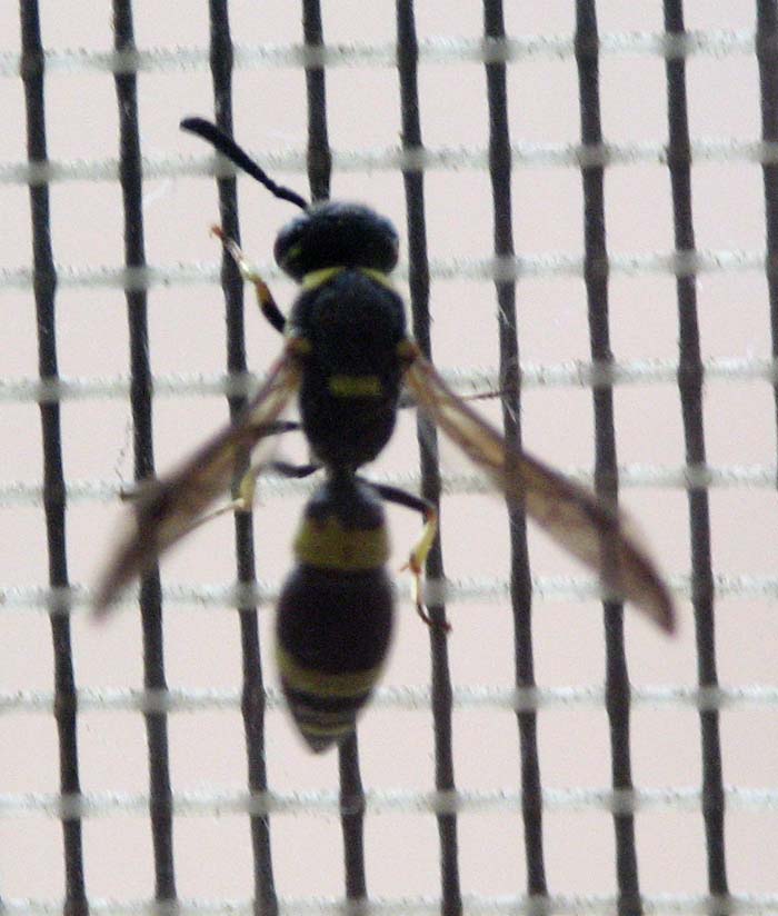 wasp to ID