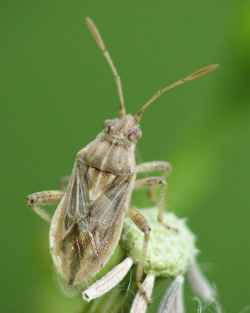 Heteroptera d''Israele