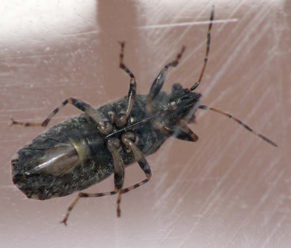 bugs