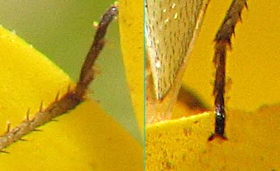 Miridae