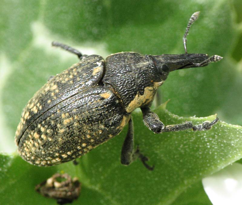 Weevils from Israel