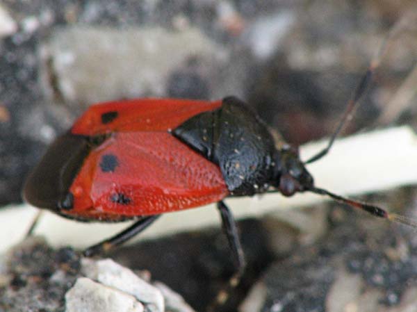 Rhyparochromus & Deraeocoris from Israel