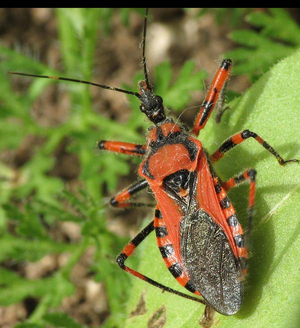 Rhynocoris cfr iracundus