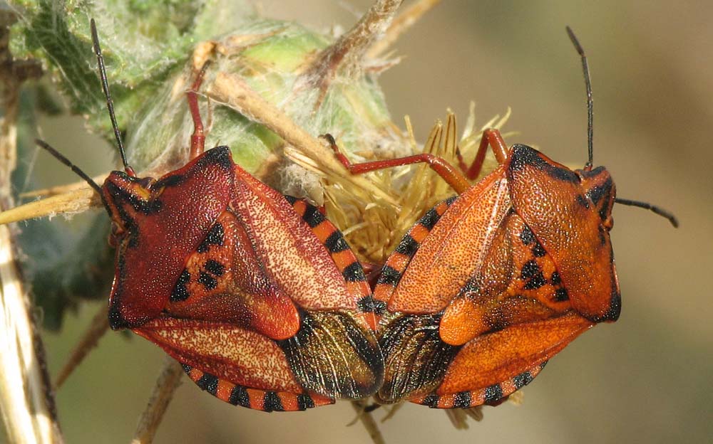 Codophila, Odontotarsus, Phyllomorpha d''Israele