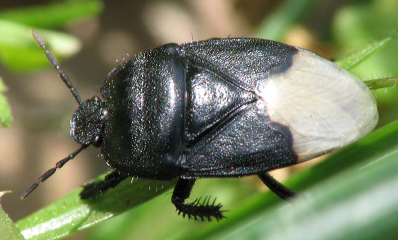 Heteroptera d''Israele