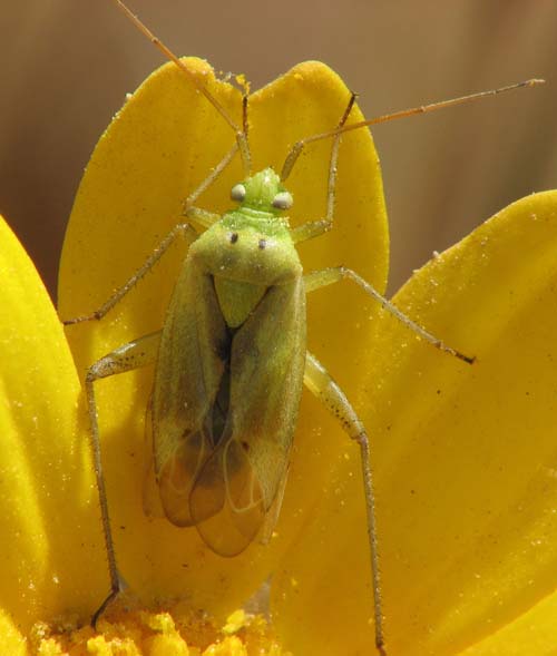 Miridae