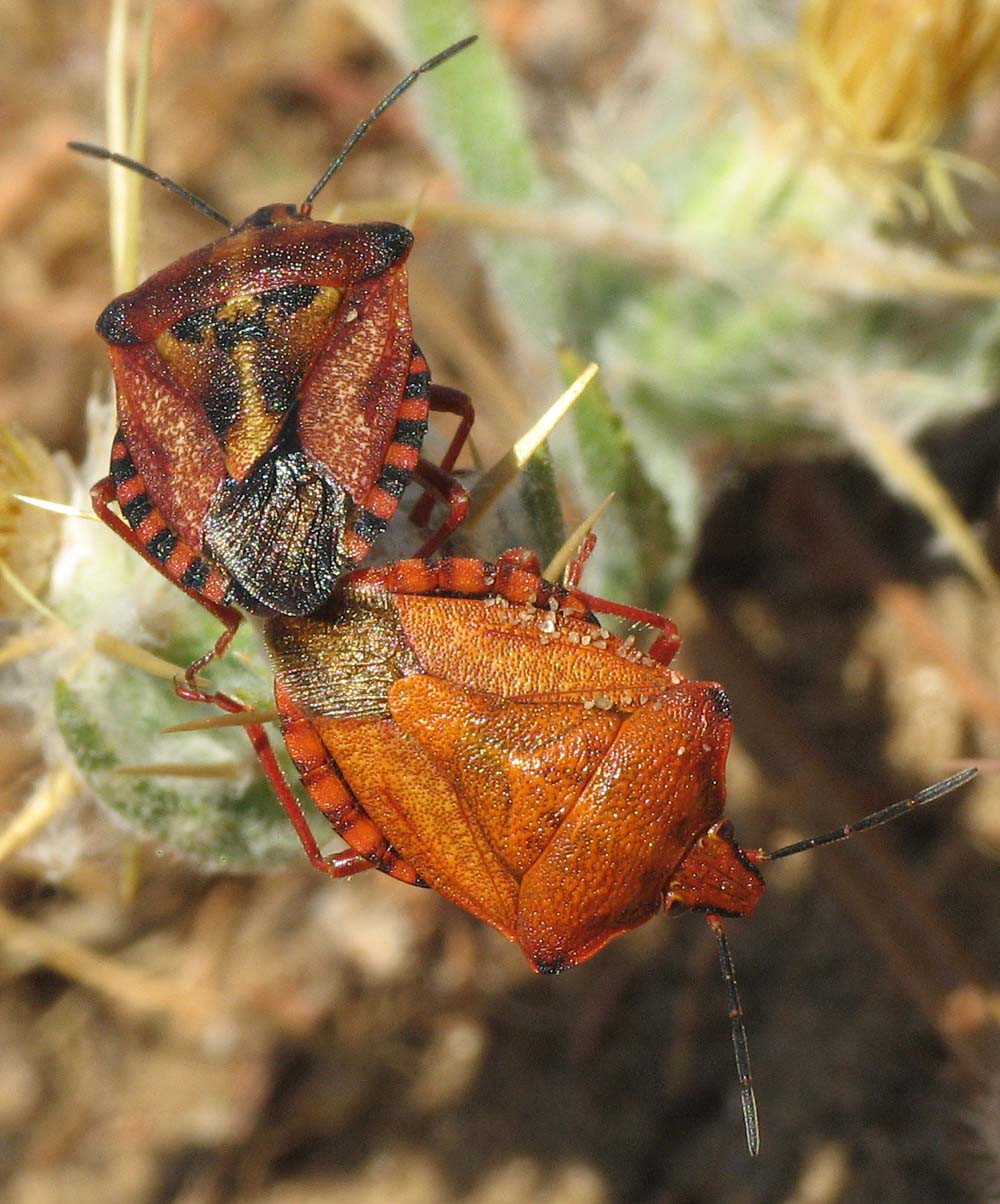 Carpocoris mediterraneus?