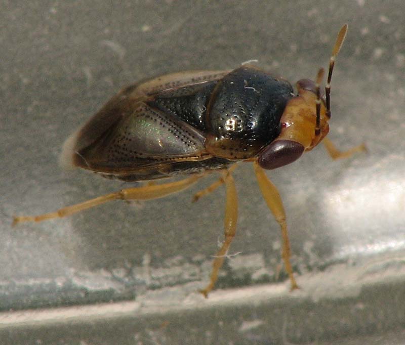 Heteroptera d''Israele