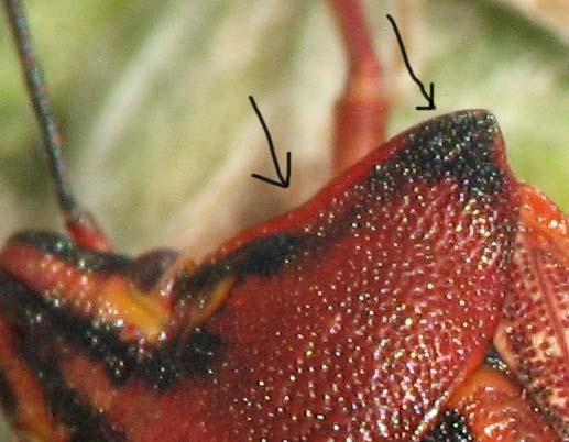 Codophila, Odontotarsus, Phyllomorpha d''Israele