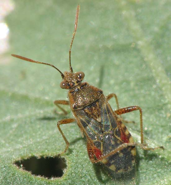 Heteroptera from Israel: Lygaeidae, Rhopalidae etc.