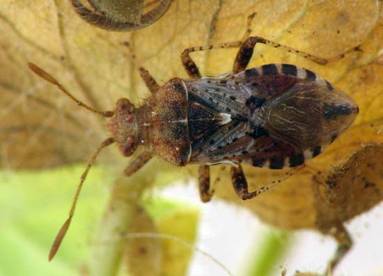 Heteroptera from Israel: Lygaeidae, Rhopalidae etc.