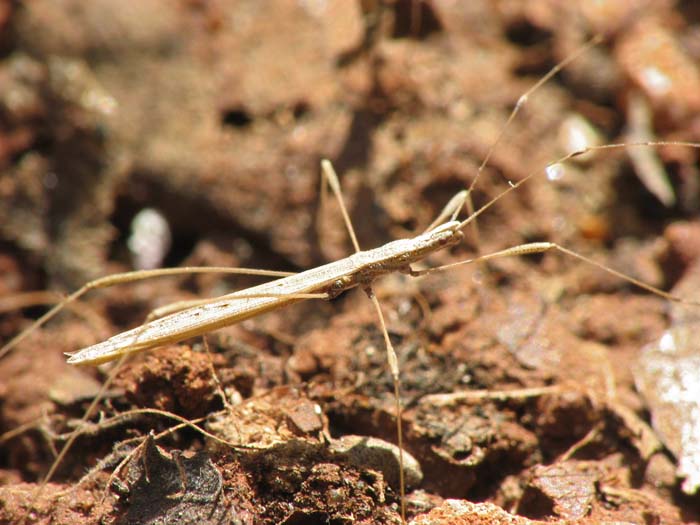 Heteroptera from Israel: Lygaeidae, Rhopalidae etc.