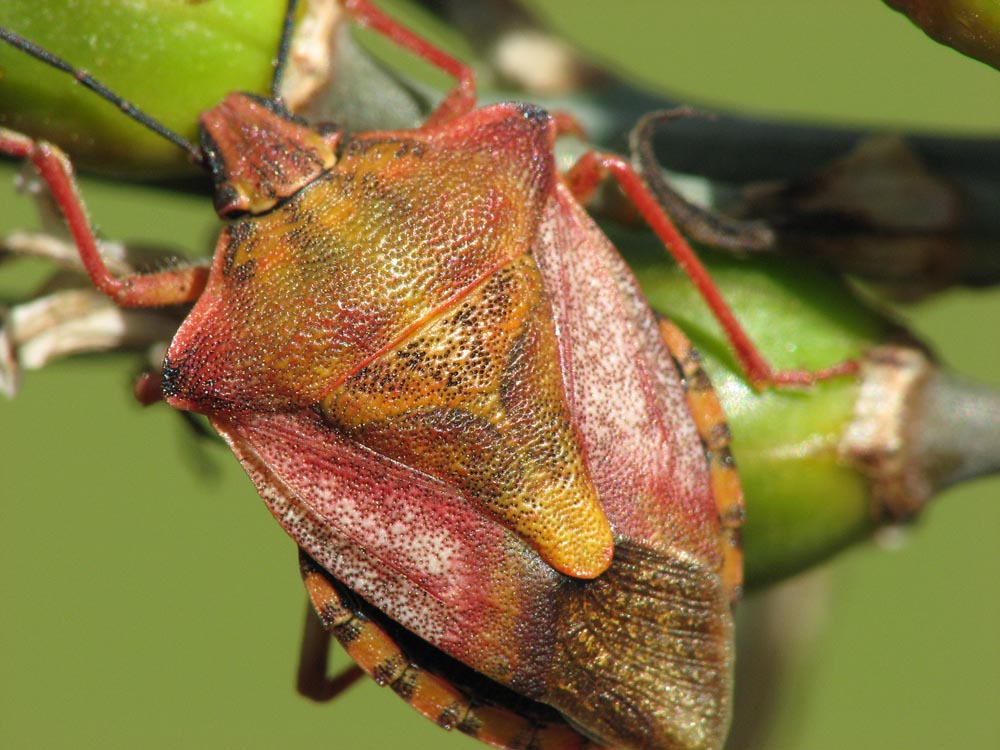 Carpocoris mediterraneus?