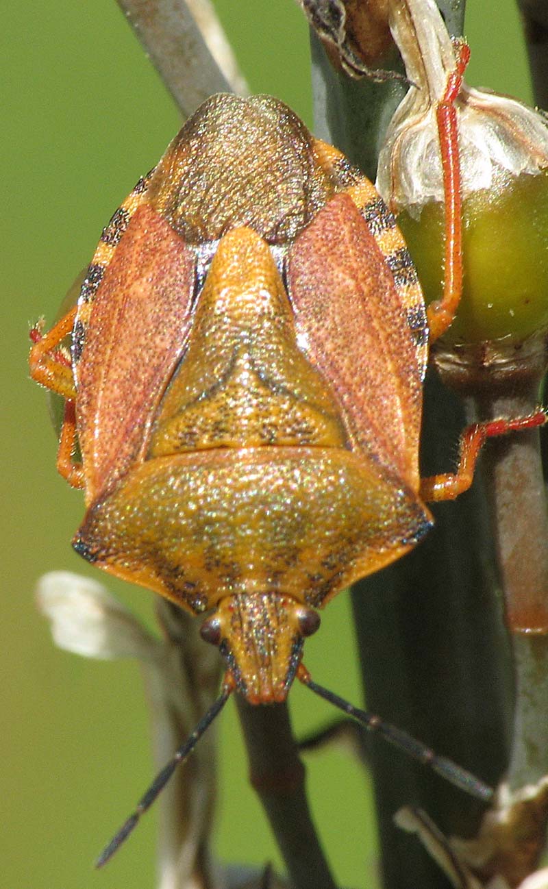 Carpocoris mediterraneus?