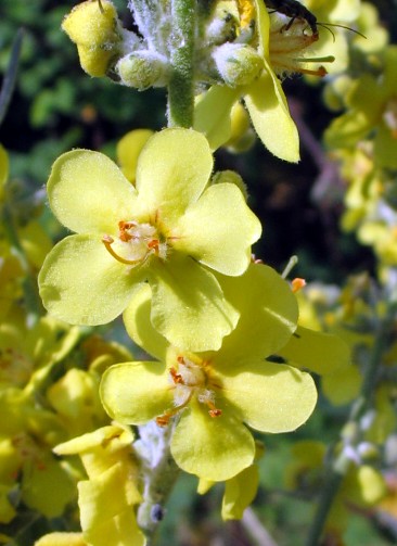 Verbascum