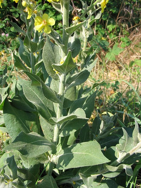 Verbascum