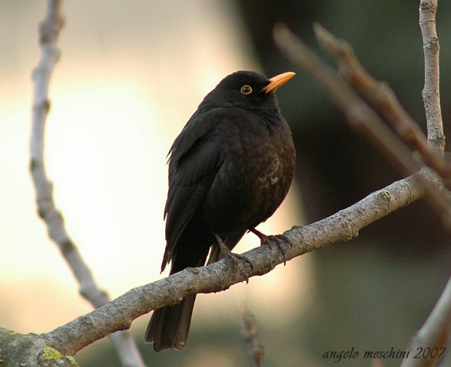 Merlo Turdus merula. semplicemente un maschio e una femmina.