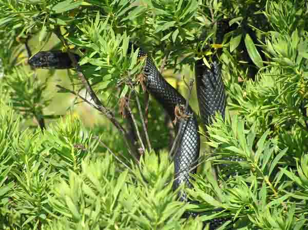 Vipera aspis