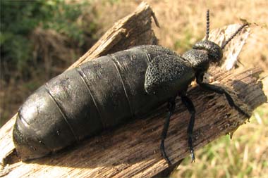 Meloidae: Meloe sp.